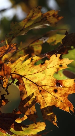 Leaf, Fall, Autumn, Autumn Leaves, leaf, autumn thumbnail