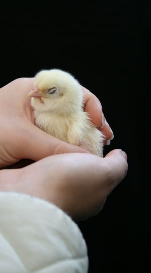 white chick thumbnail