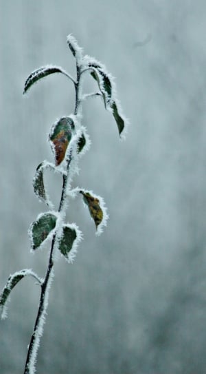 green leaf plant coated with snow thumbnail