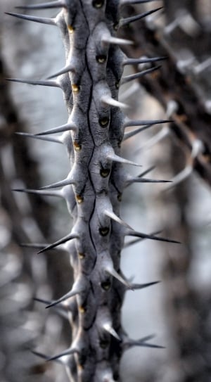 gray spiky plant thumbnail