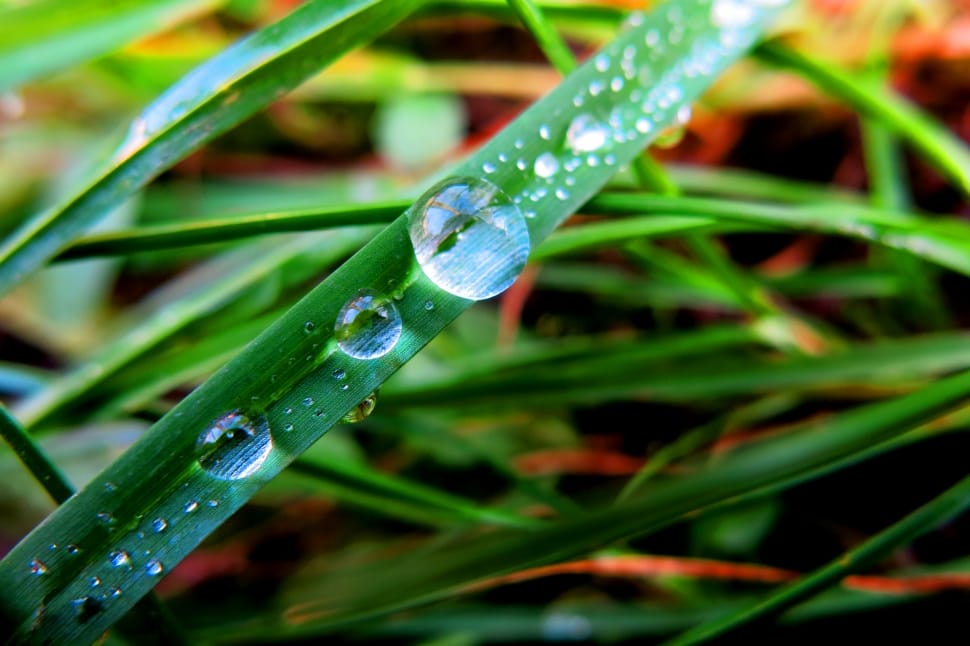 macro photo of green leaves with water drop preview