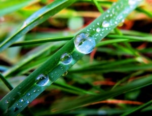 macro photo of green leaves with water drop thumbnail
