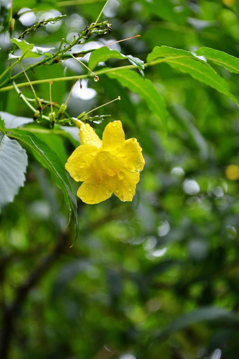 yellow flower and green leaves preview