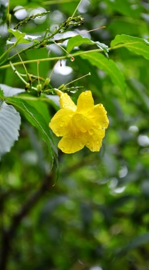 yellow flower and green leaves thumbnail