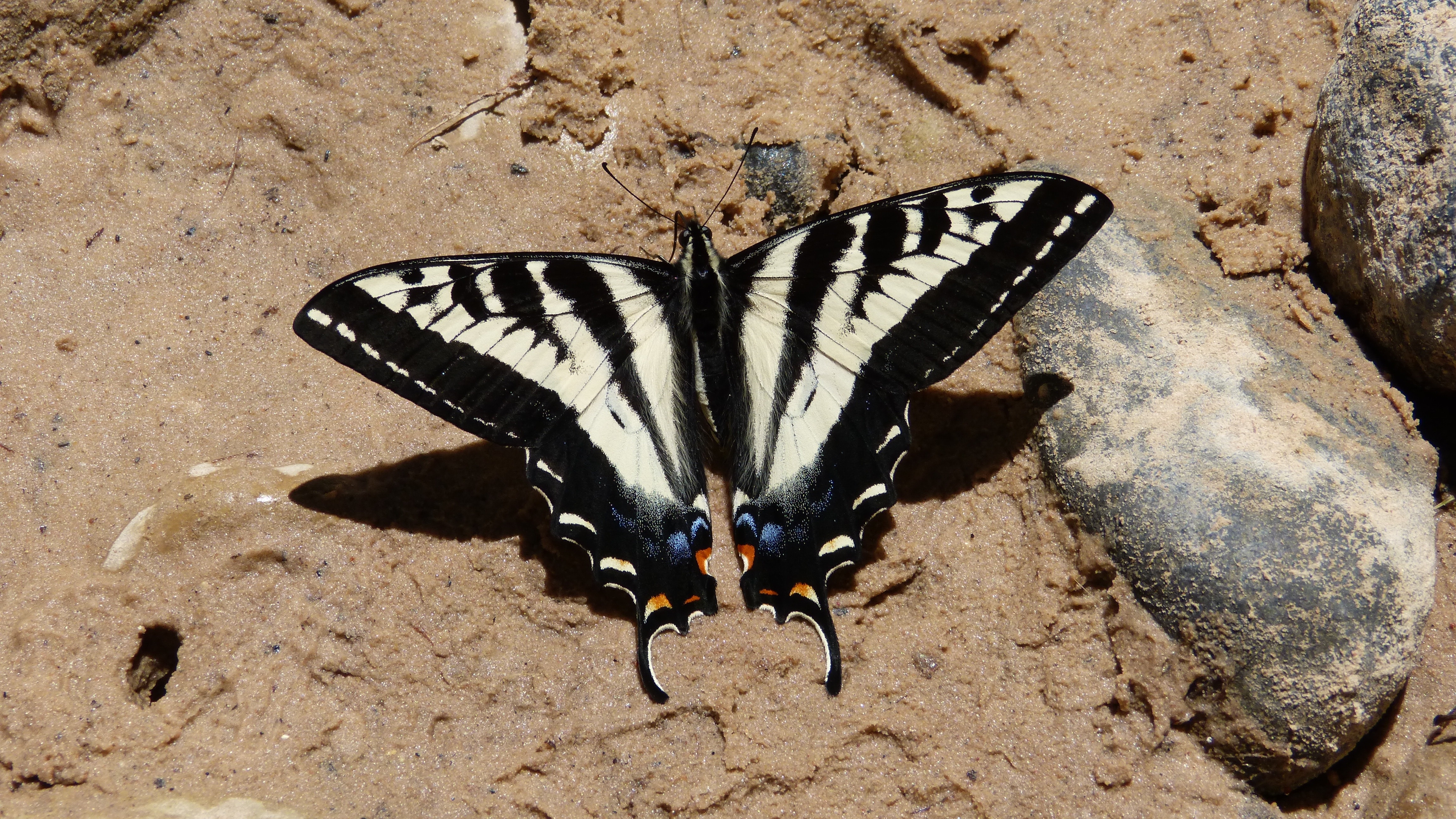 pale swallowtail butterfly