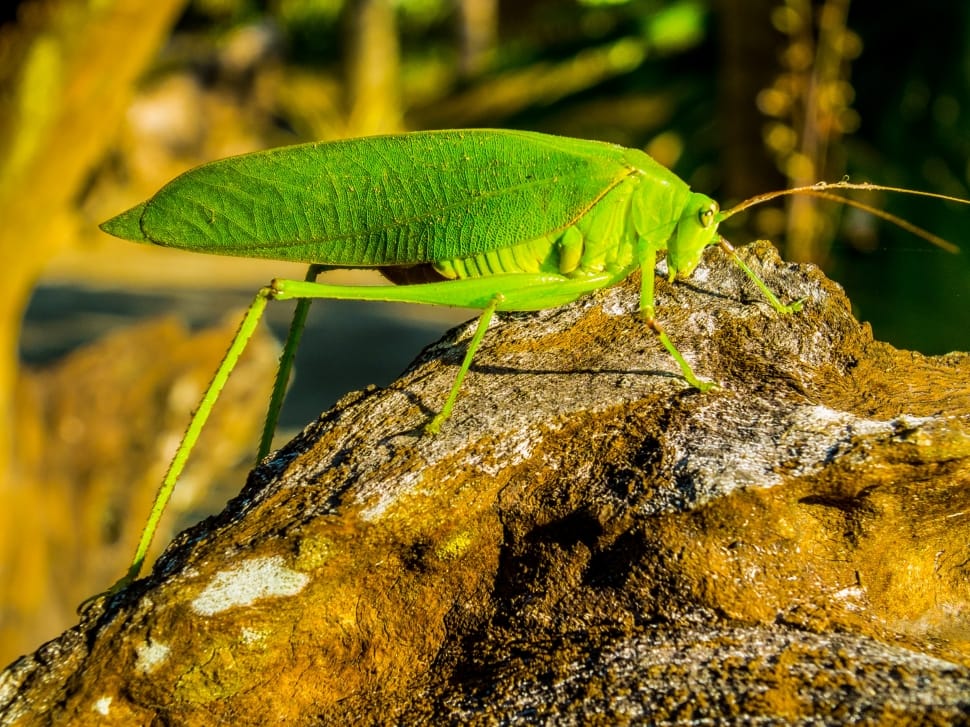 green katydid on brown wood bark closeup photography during daytime preview