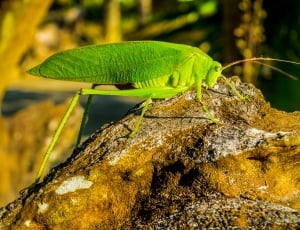green katydid on brown wood bark closeup photography during daytime thumbnail
