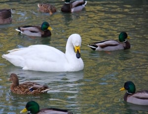 ducks on body of water thumbnail