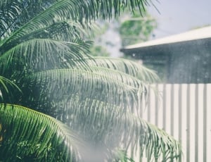 trees, nature, green, leaves, palm tree, day thumbnail