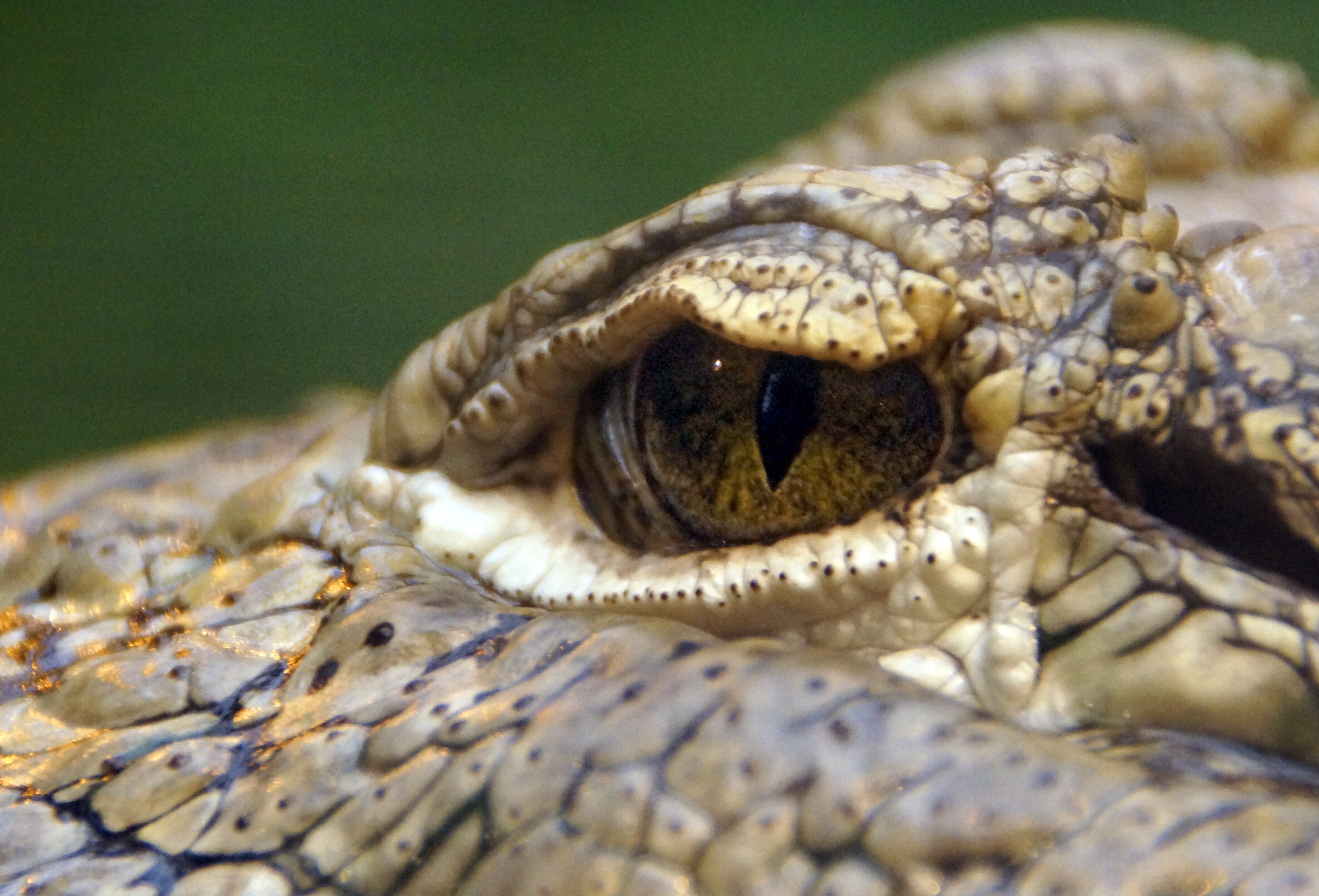 reptile animal eye