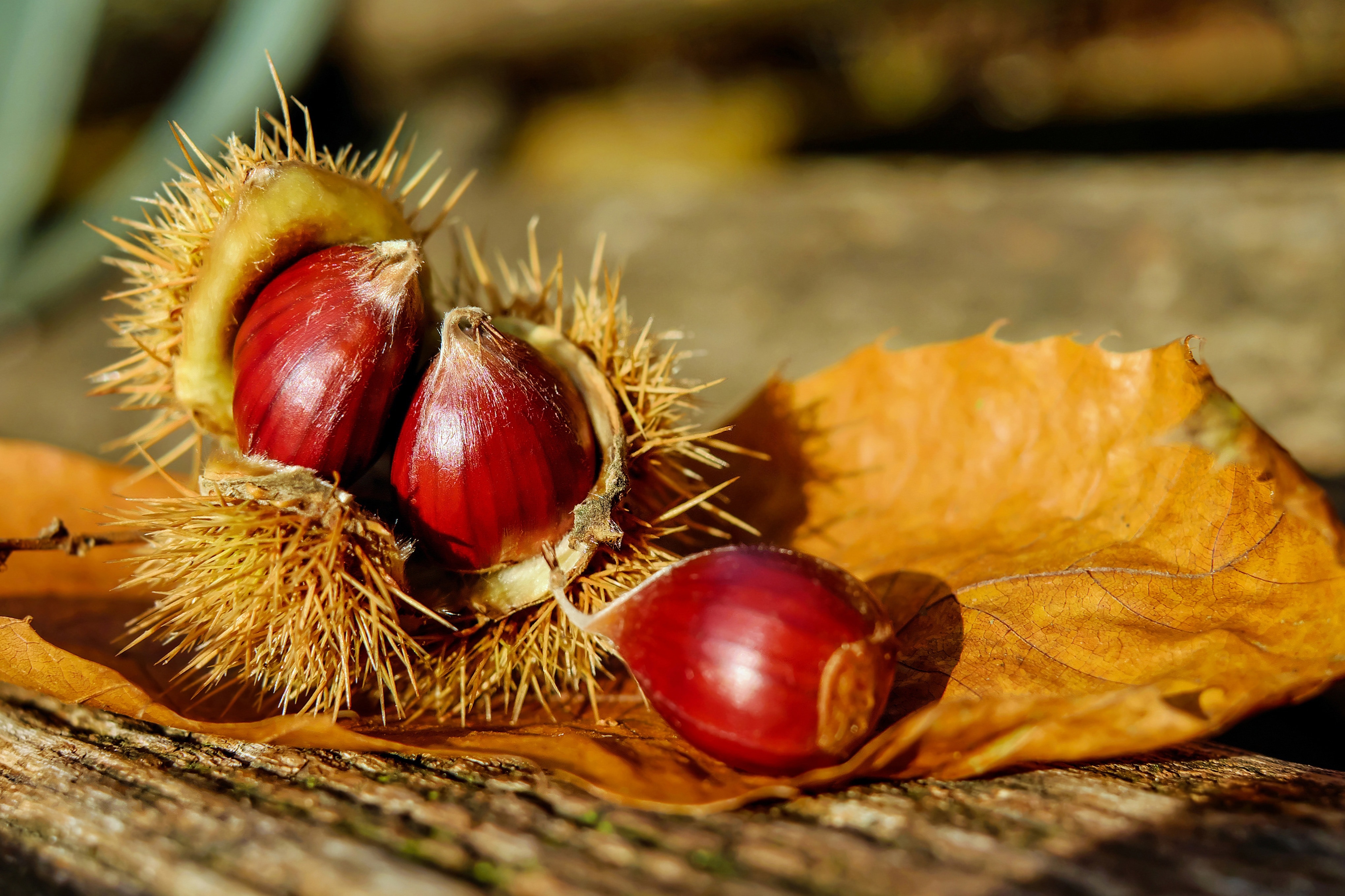 red and brown round fruit