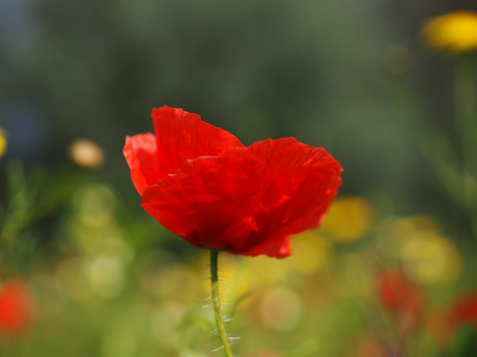 red Poppy macro photography preview