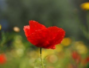 red Poppy macro photography thumbnail