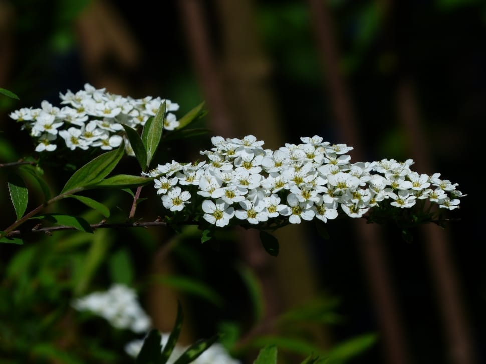 selective photography of white petaled flowers preview