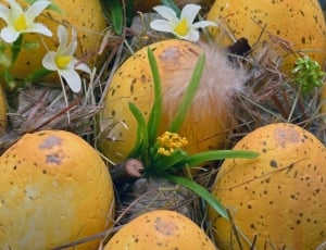 photo of yellow and black eggs thumbnail
