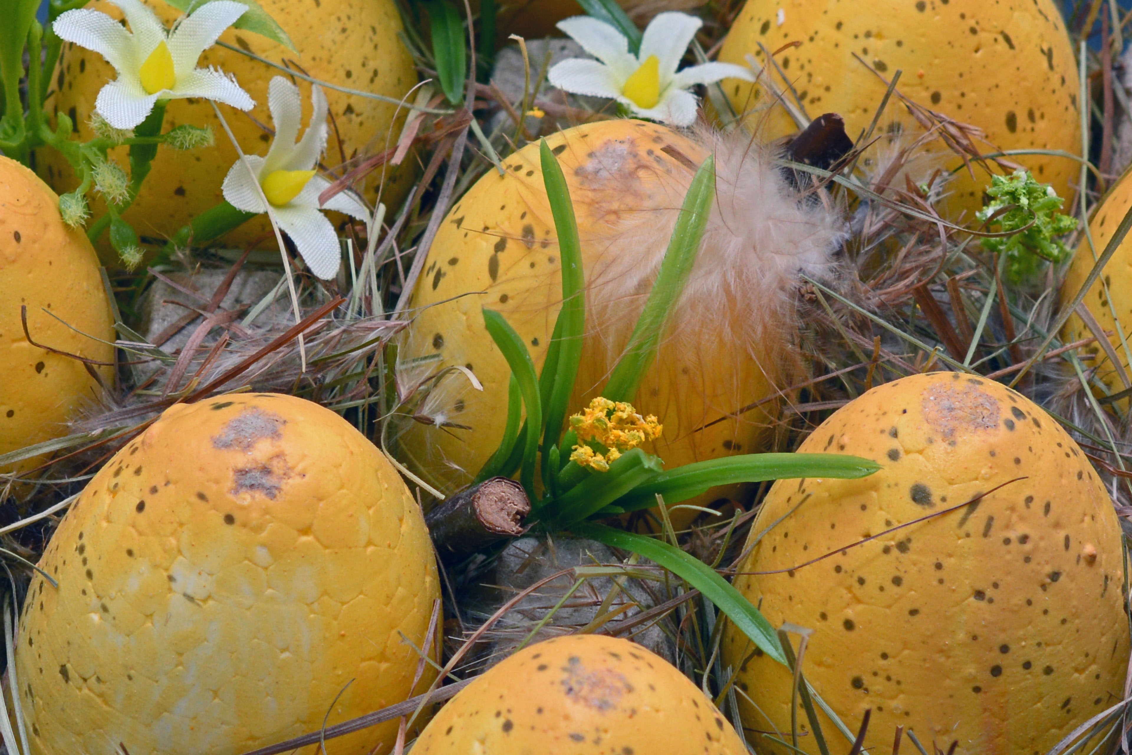 photo of yellow and black eggs