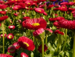 Daisy, Red, Bloom, Flower, Blossom, flower, growth thumbnail