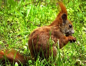 Meadow, Verifiable Kitten, Squirrel, grass, one animal thumbnail