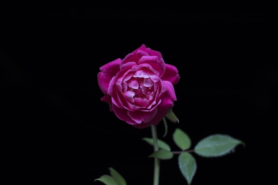 pink rose preview