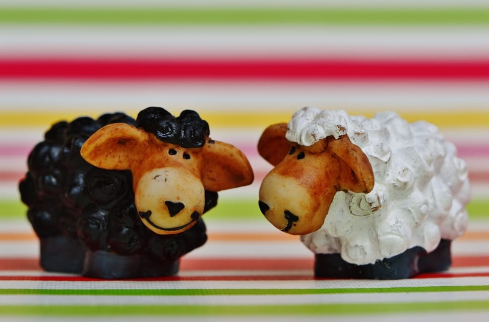 Funny, Black Sheep, Cute, Sheep, food and drink, food preview