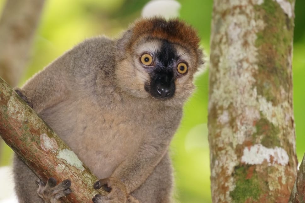 Female, Animals, Red-Fronted Lemur, one animal, animal wildlife preview