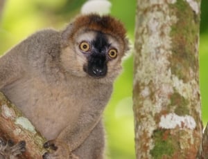 Female, Animals, Red-Fronted Lemur, one animal, animal wildlife thumbnail