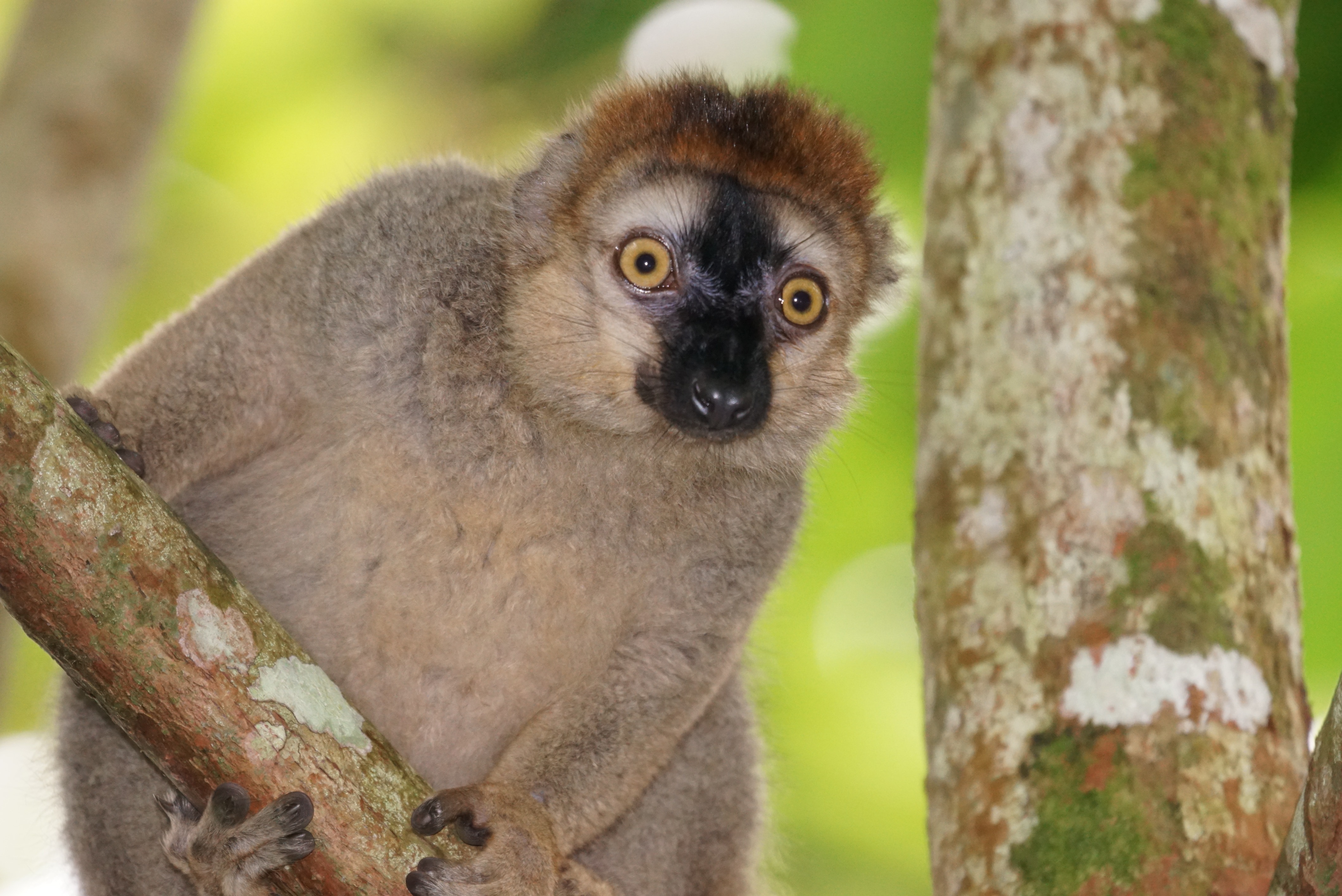 Female, Animals, Red-Fronted Lemur, one animal, animal wildlife