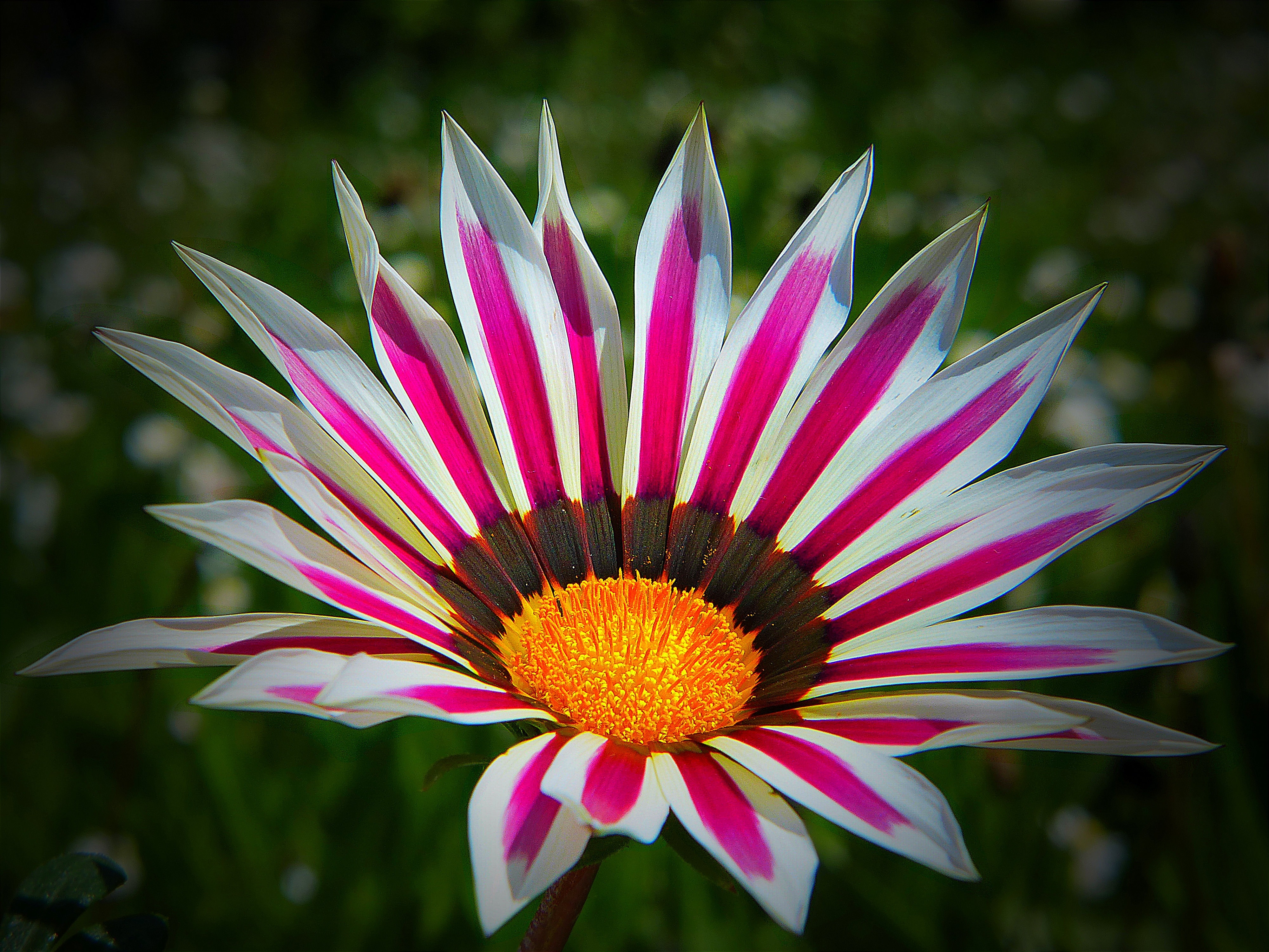 white pink gaillarda flower