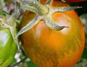 green and orange tomatos thumbnail