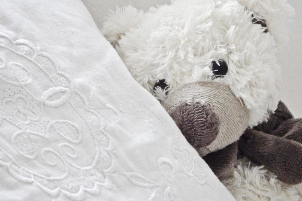 white and brown teddy bear preview