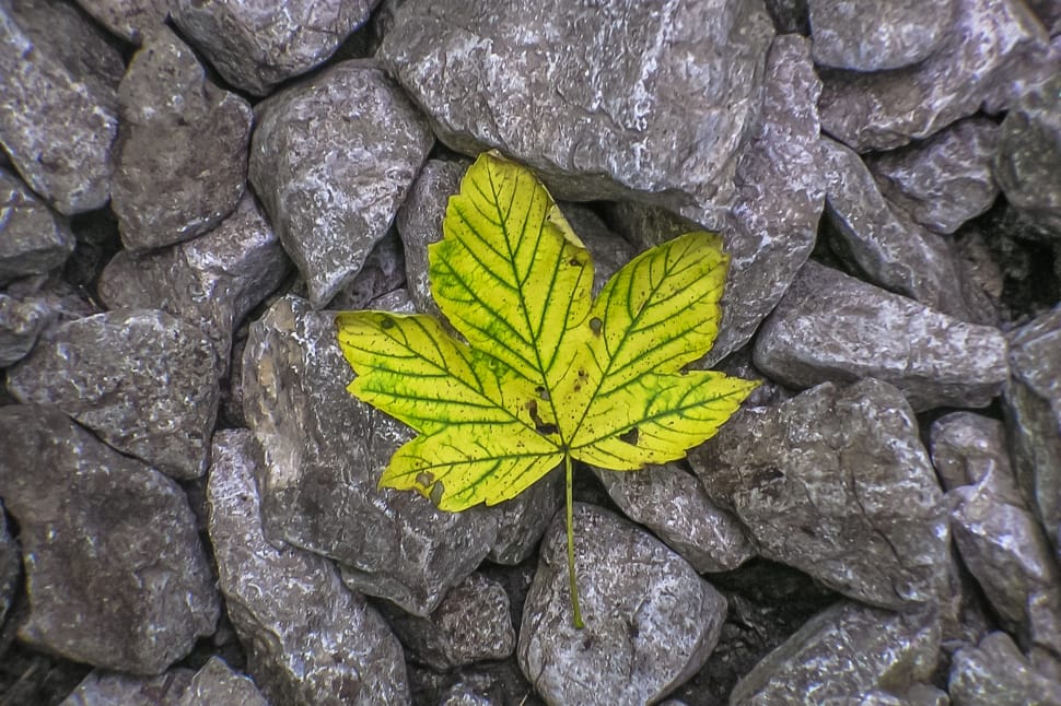 yellow and green leaf in gray rocks preview