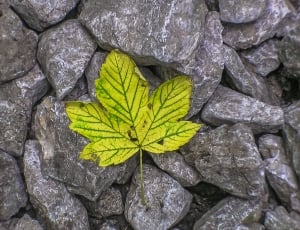 yellow and green leaf in gray rocks thumbnail