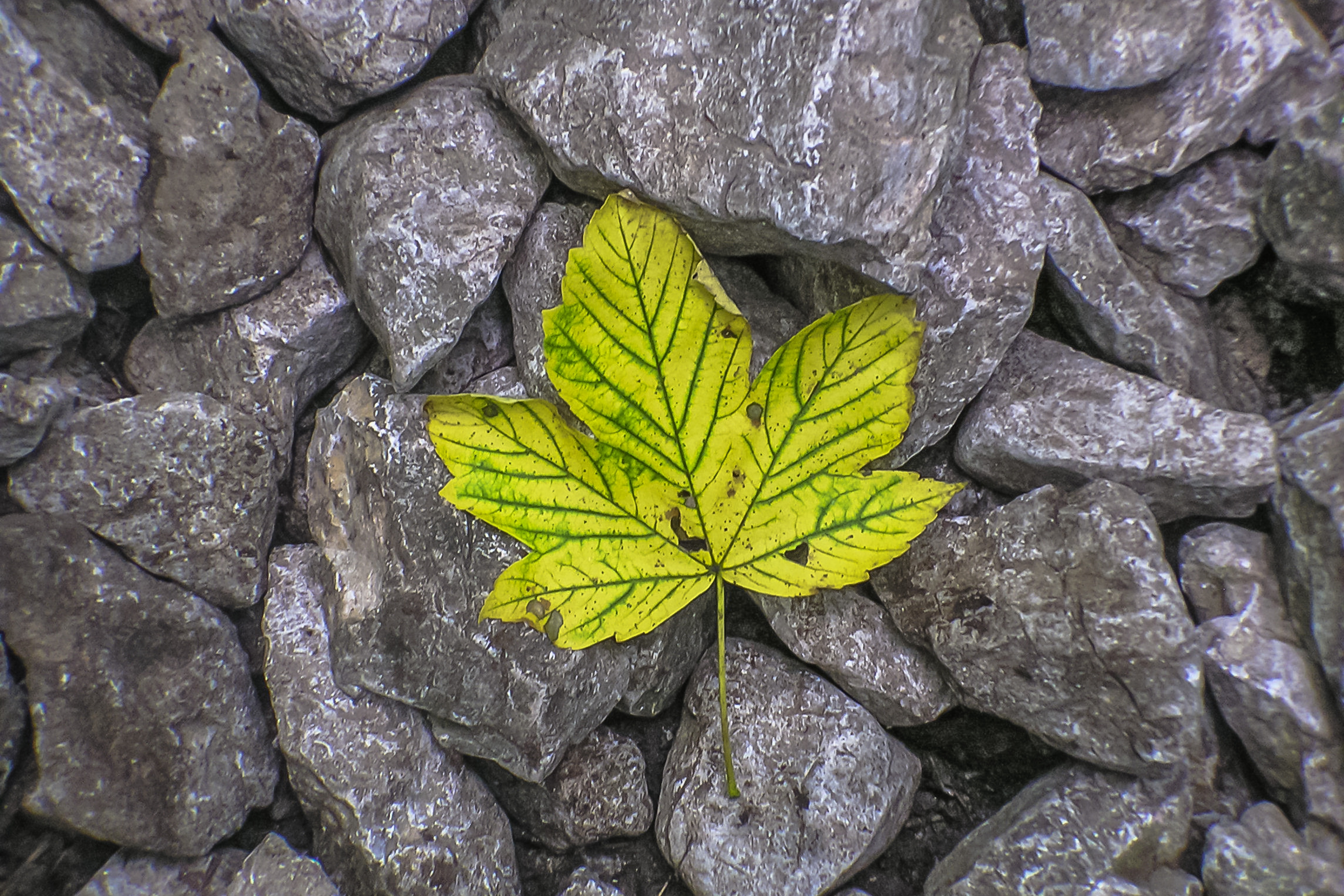 yellow and green leaf in gray rocks