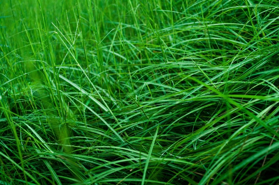 green grass plant preview