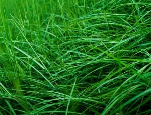 green grass plant thumbnail