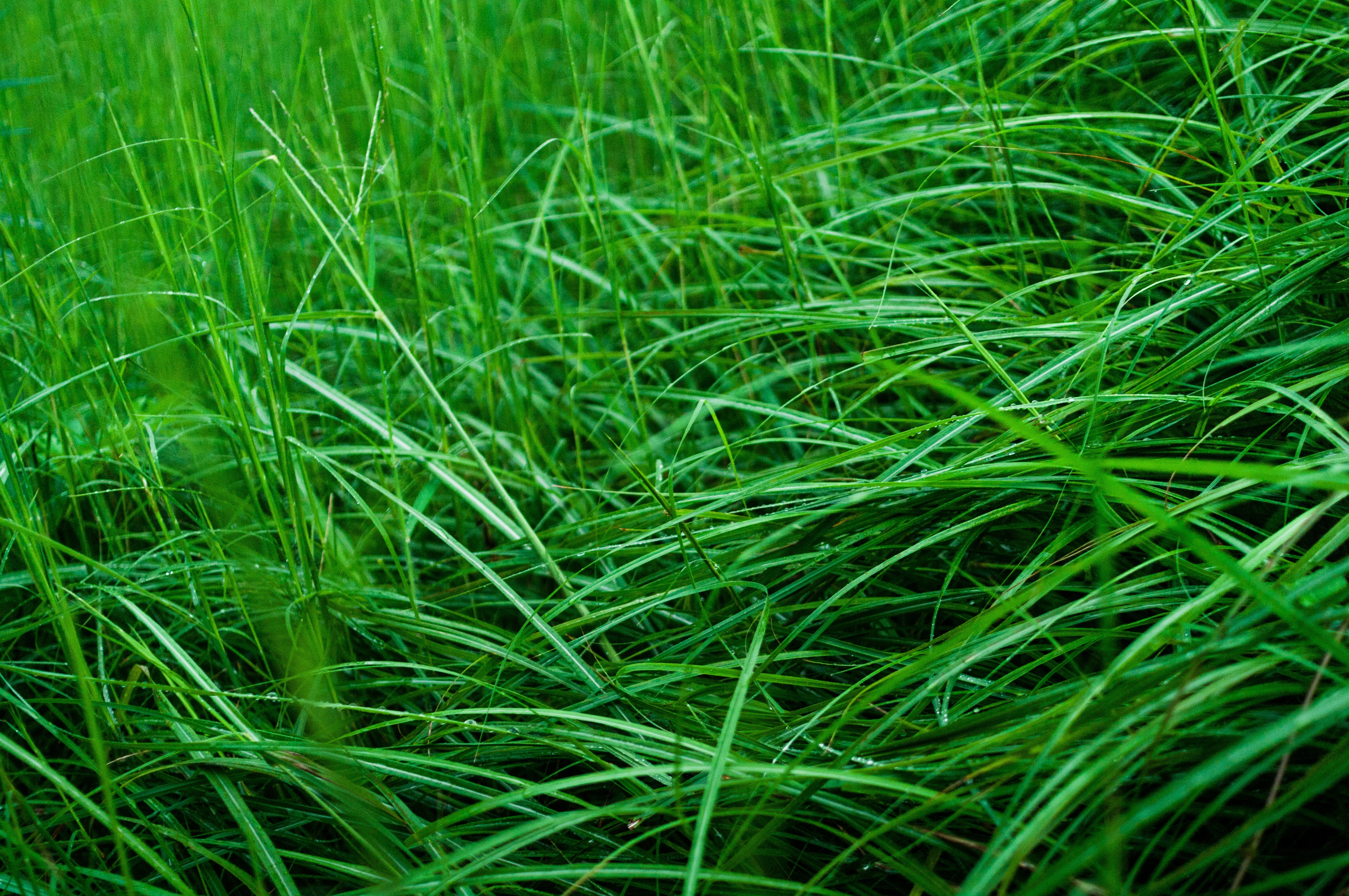 green grass plant