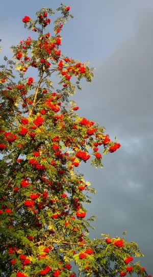 red petaled flower green tree during daytime thumbnail