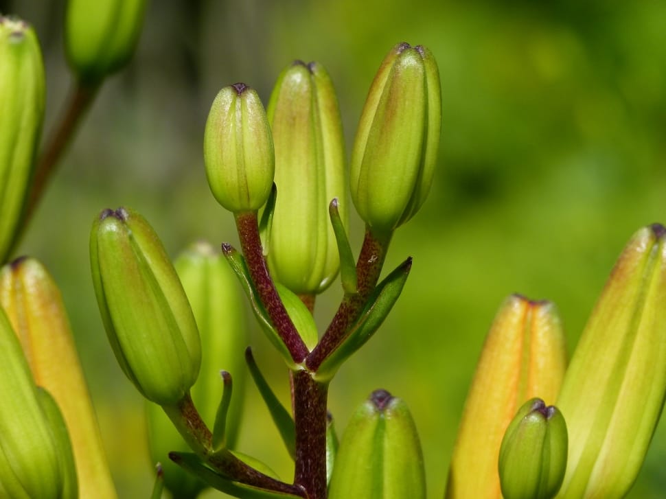 green flower bud preview