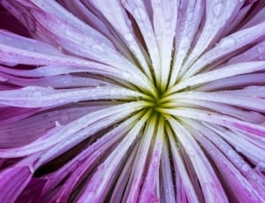 pink white chrysanthemum thumbnail