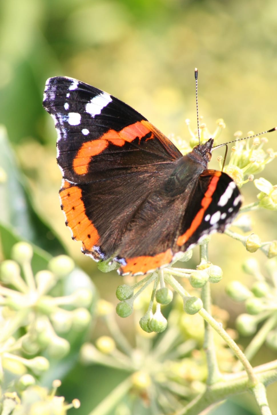black white and orange monarch preview