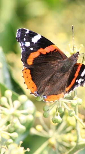black white and orange monarch thumbnail