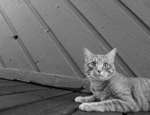 grayscale photo of cat on wooden ground thumbnail