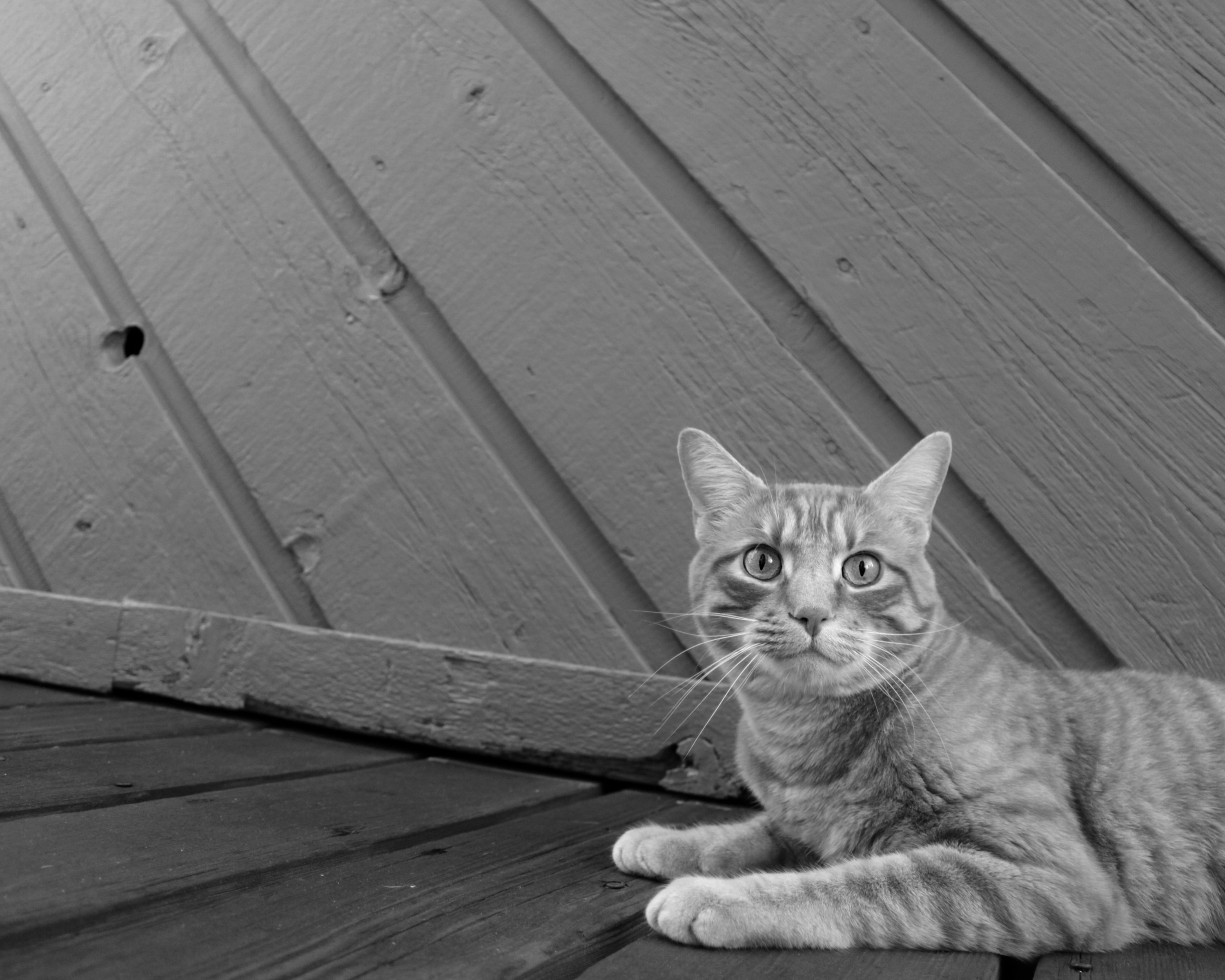 grayscale photo of cat on wooden ground