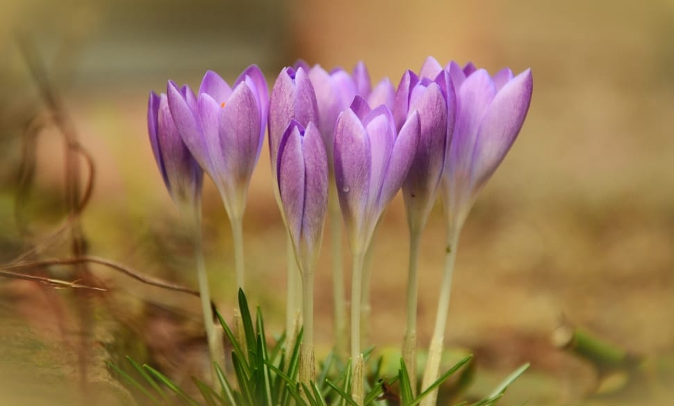 purple and white crocus preview