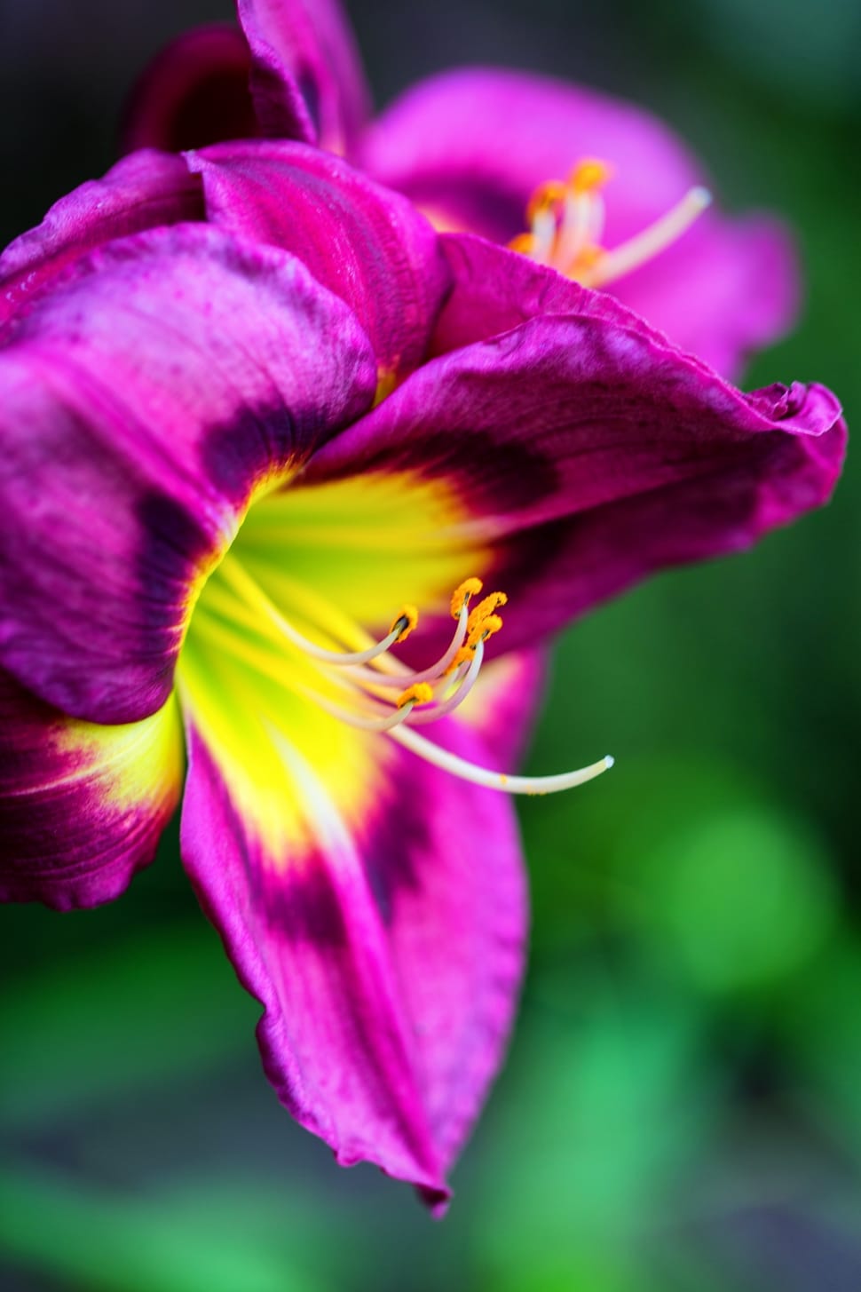 purple and yellow lily preview