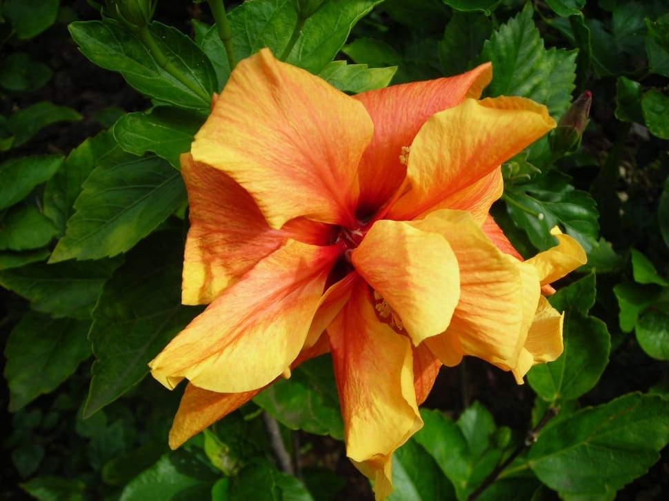Orange, Tropical, Noble, Bloom, Blossom, flower, petal preview