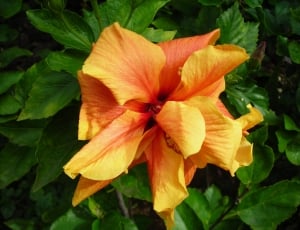 Orange, Tropical, Noble, Bloom, Blossom, flower, petal thumbnail