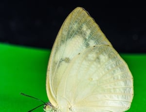 beige butterfly thumbnail