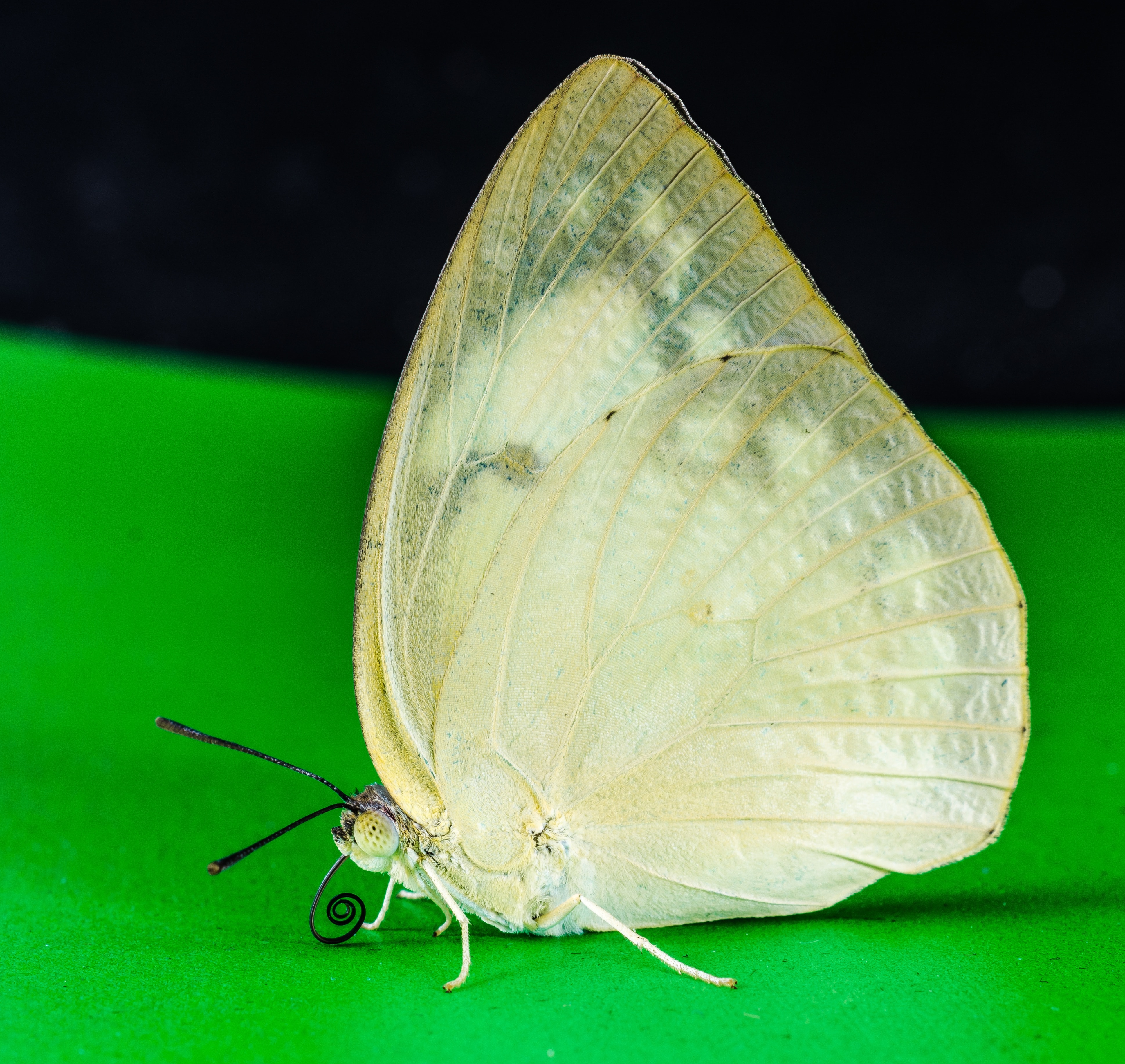 beige butterfly