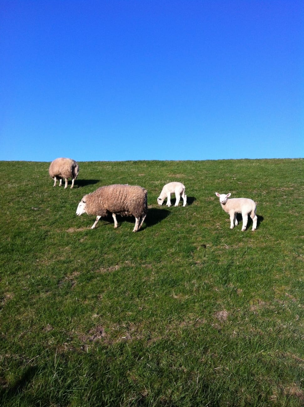 Dike, Deichschaf, Sheep, North Sea, grass, livestock preview